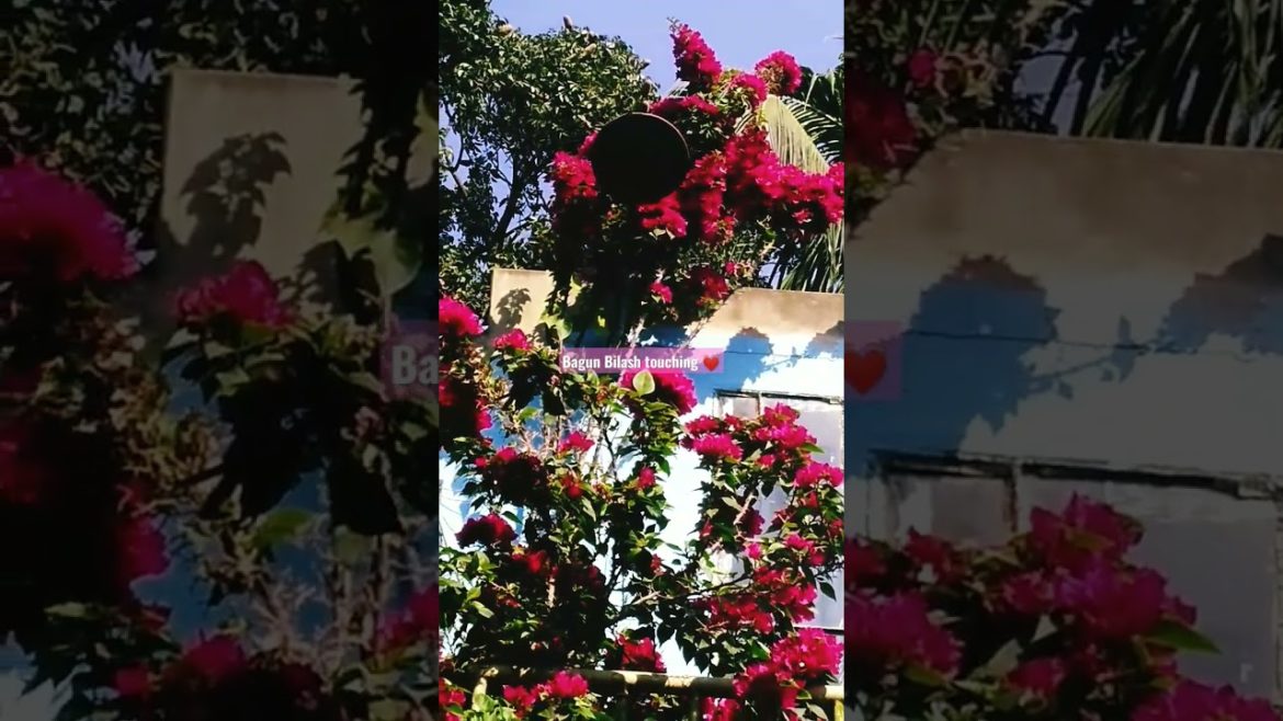Best Environment with Bagun Bilash Flowers on Garden Design. #shorts