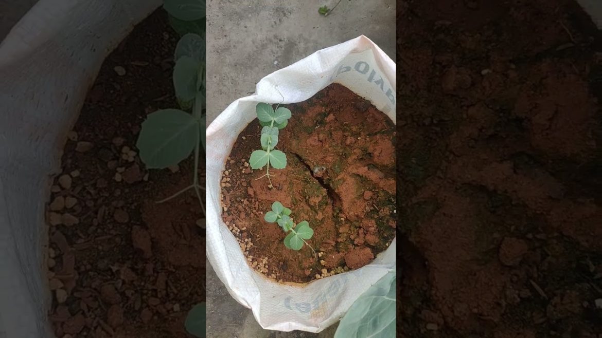 Easy to grow veggies and flowers this winter (for beginners/busy people) #shorts