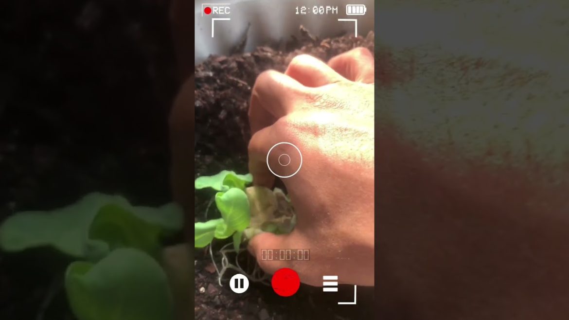 How to Save Money π΅ on Grocery Store Cabbage How to Save Money π΅ on Grocery Store Cabbage