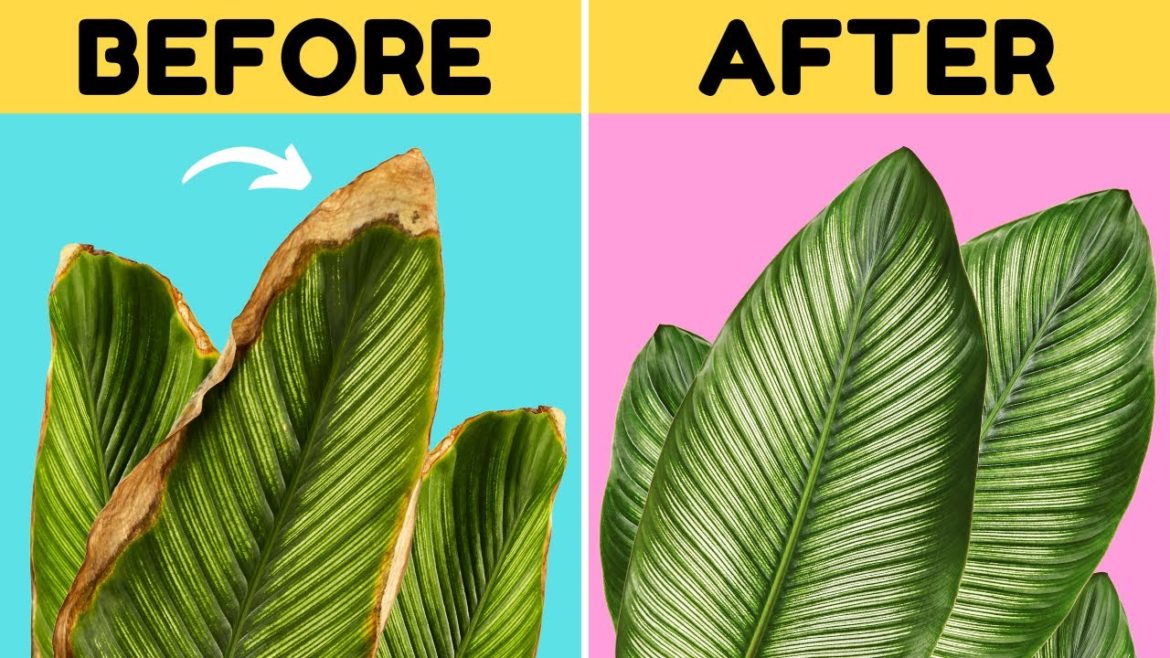 7 Awesome Tips to Stop Brown Tips on Your Calathea