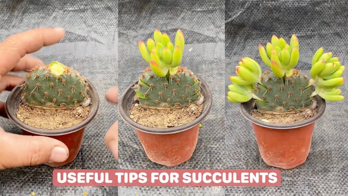 Useful Tips for Your Succulents - Part 25 | 多肉植物 | 다육이들 | Suculentas #plants