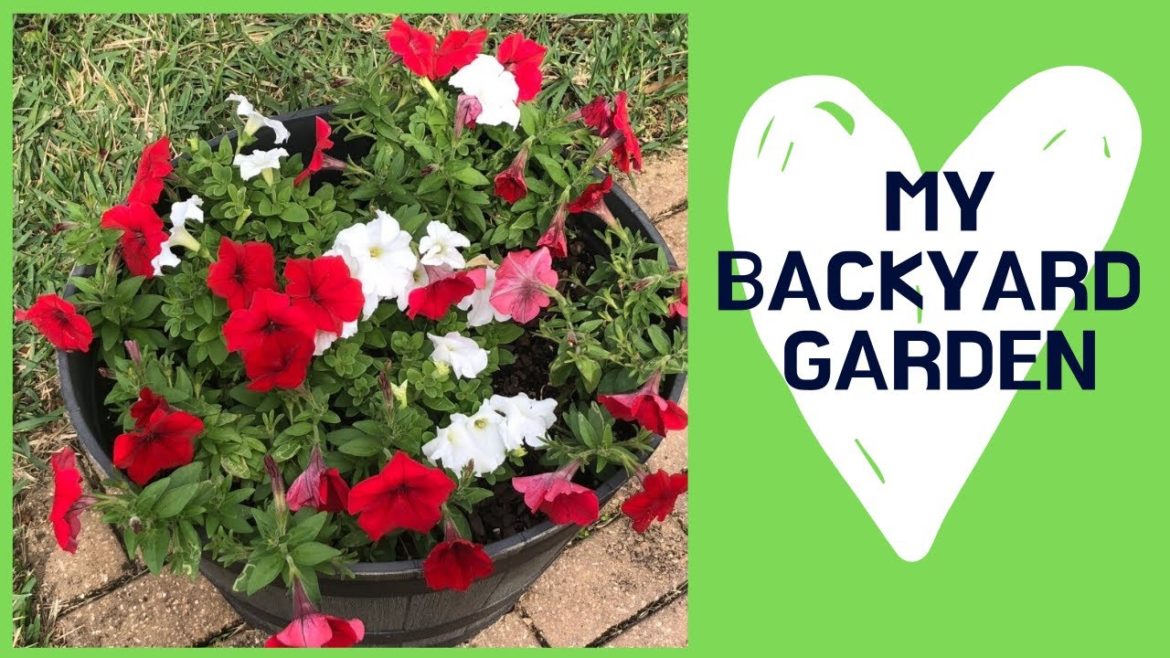 My Backyard Garden My Backyard Garden