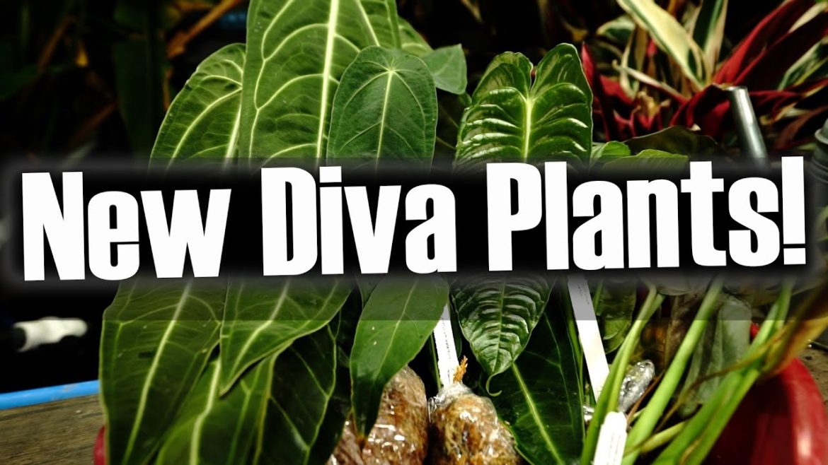 Special New Plants! Unboxing Fancy Houseplants Special New Plants! Unboxing Fancy Houseplants