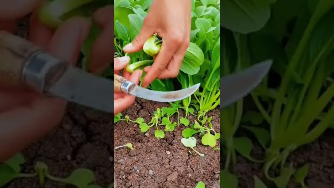 Fresh Vegetables #satisfying #short #youtubeshorts