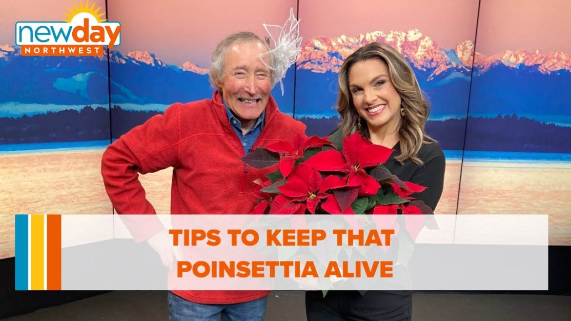 Tips to keep that poinsettia alive – New Day NW Tips to keep that poinsettia alive - New Day NW