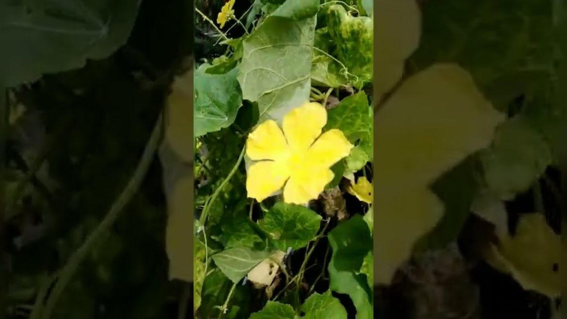 #shorts#youtubeshorts#trending shorts#spongegourdflower @lal'sclassesfor#netand#neet #edible flower #shorts#youtubeshorts#trending shorts#spongegourdflower @lal'sclassesfor#netand#neet #edible flower