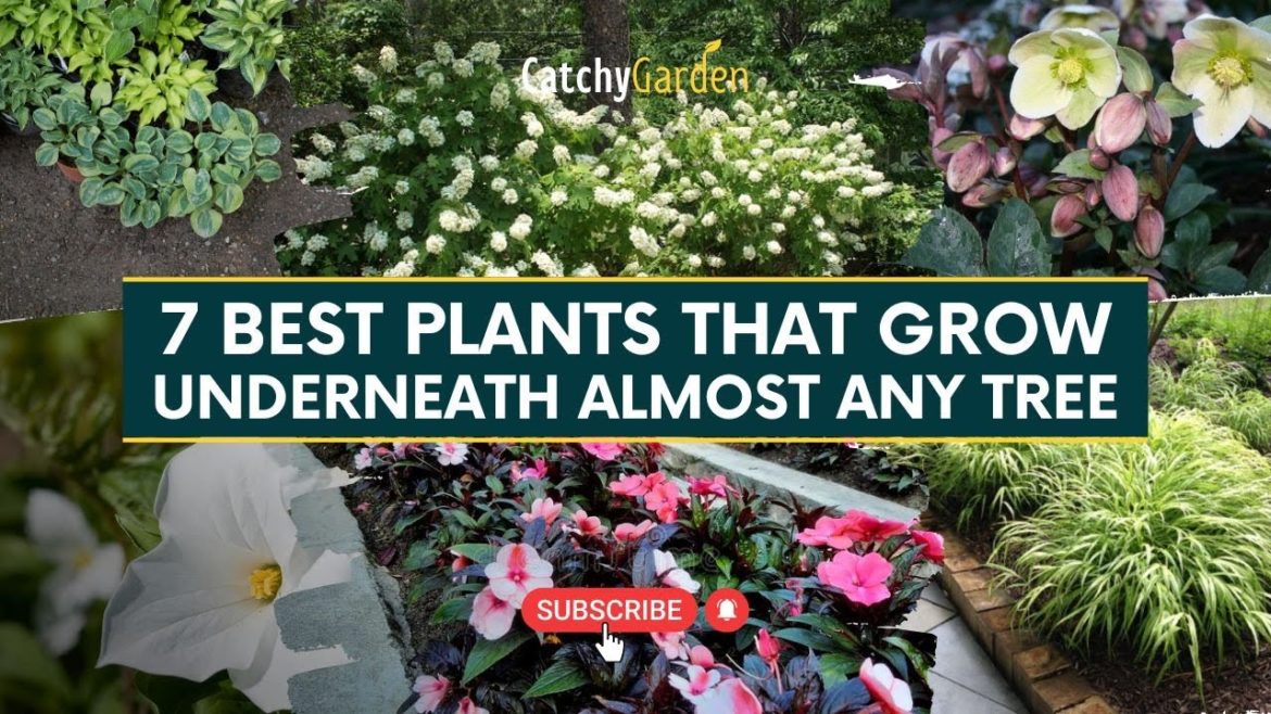 7 Best Plants That Grow Underneath Almost Any Tree 🌳🌷🌴 // Garden Tips