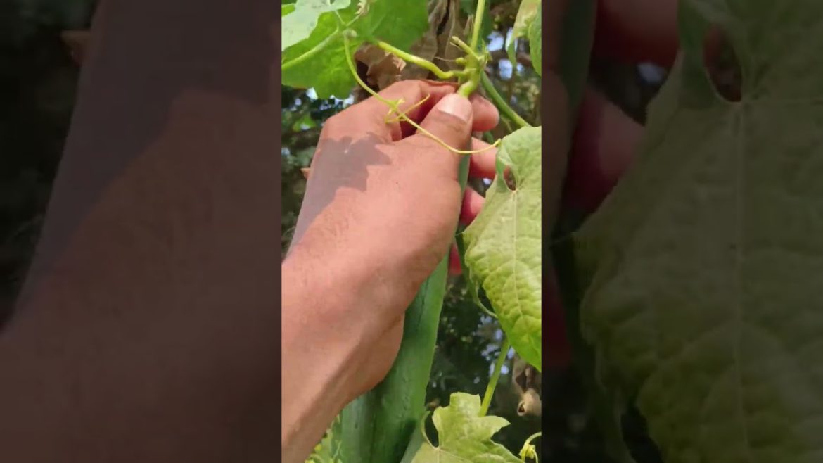 vegetable harwesting farming honegardinig shorts video view it