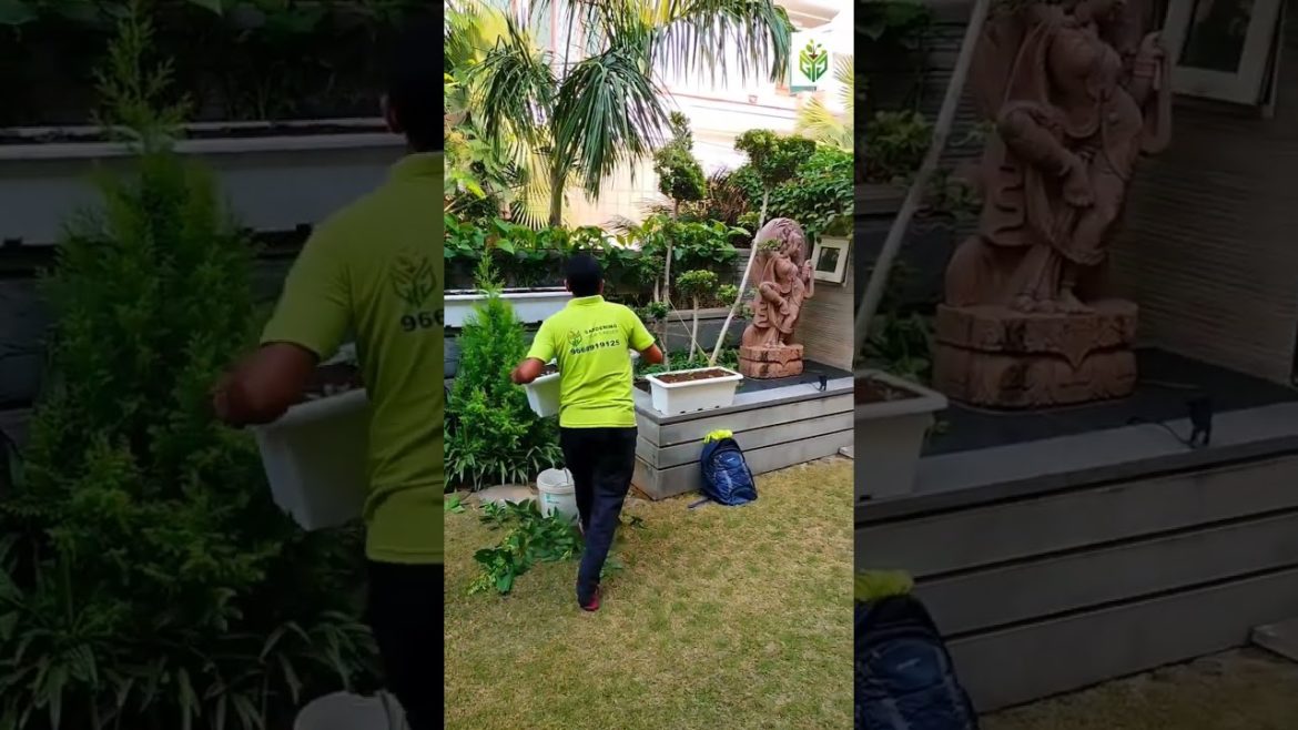 Garden maintenance services by GYG #shorts #homegarden