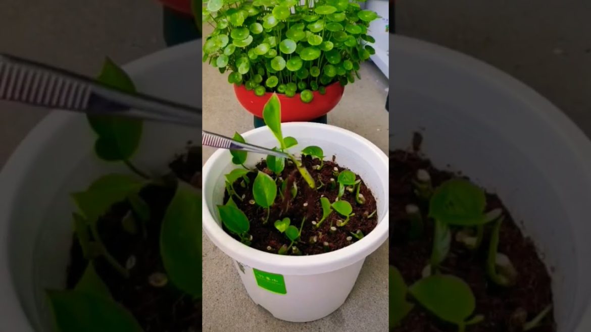 #moneyplant #moneyplants How To Fast Grow 1k Money Plant 🌱 #youtubeshorts #ytshorts #shorts #gardner