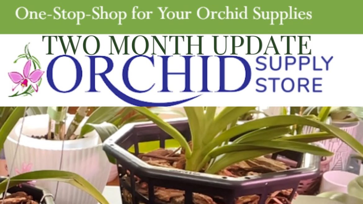 Update on Sponsor Orchids - Let's look at Orchid Supply Store Orchids