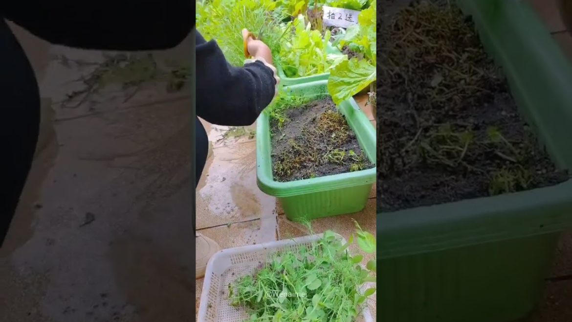 Beautiful Nature with Rural Life #shorts #naturalife #rurallife