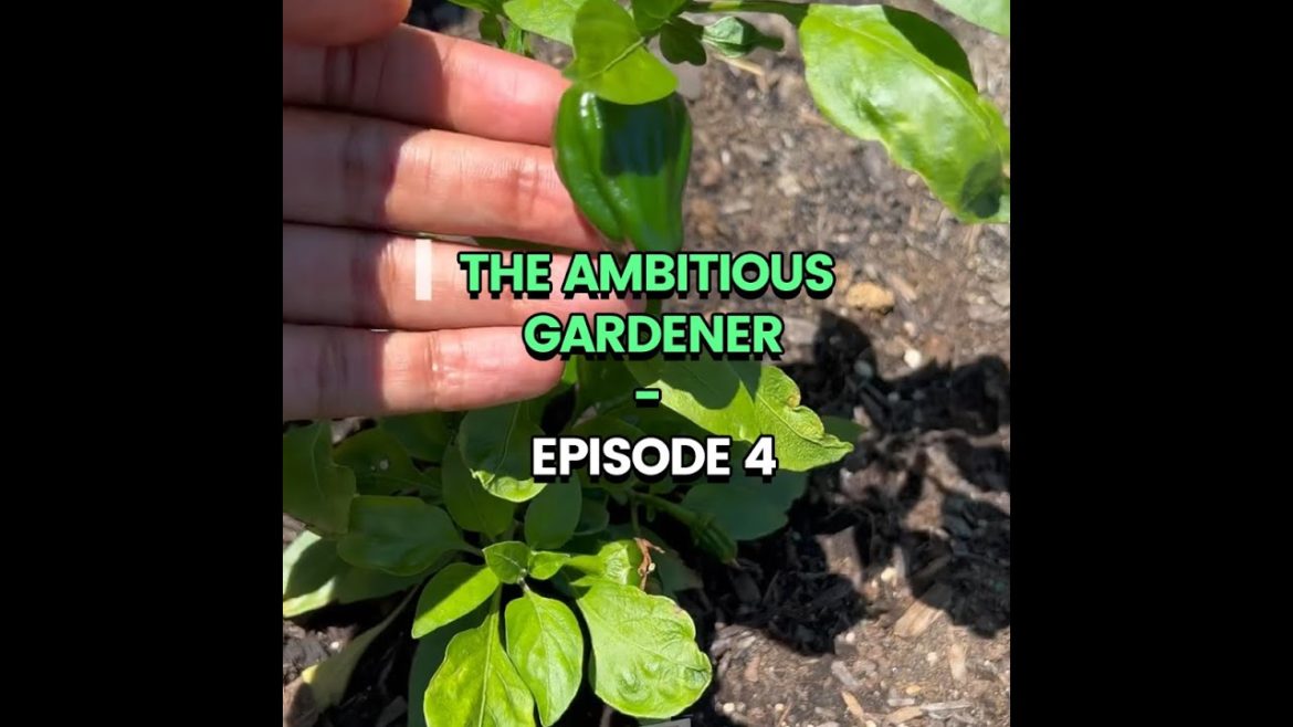 Yes, of course! A tiny pepper can make you a farmer. #Ollegardens Yes, of course! A tiny pepper can make you a farmer. #Ollegardens