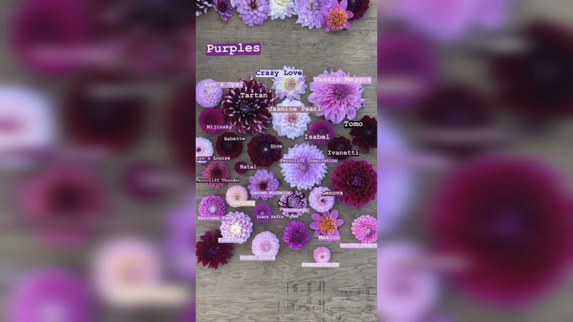 beautiful colors of flowers beautiful colors of flowers