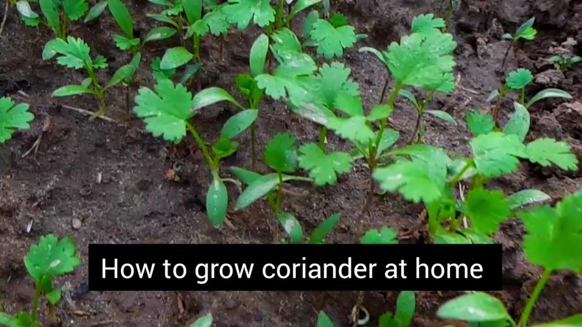 How to grow coriander at home | home gardening tips