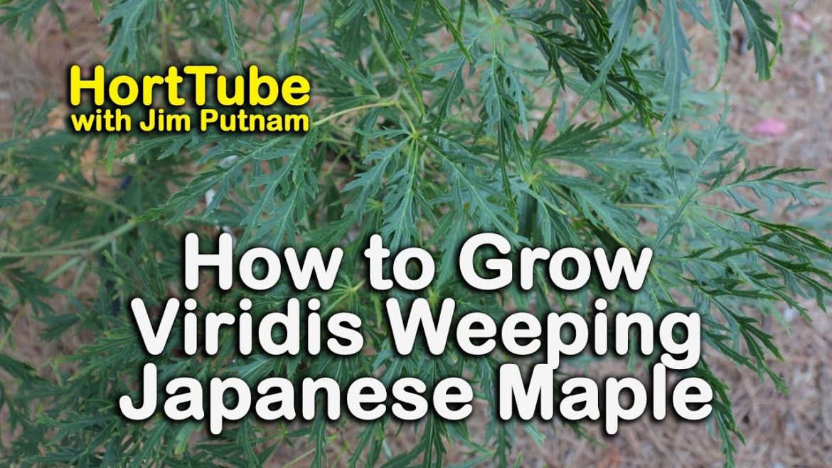 How to grow Viridis Japanese Maple – Green Weeping Japanese Maple How to grow Viridis Japanese Maple - Green Weeping Japanese Maple