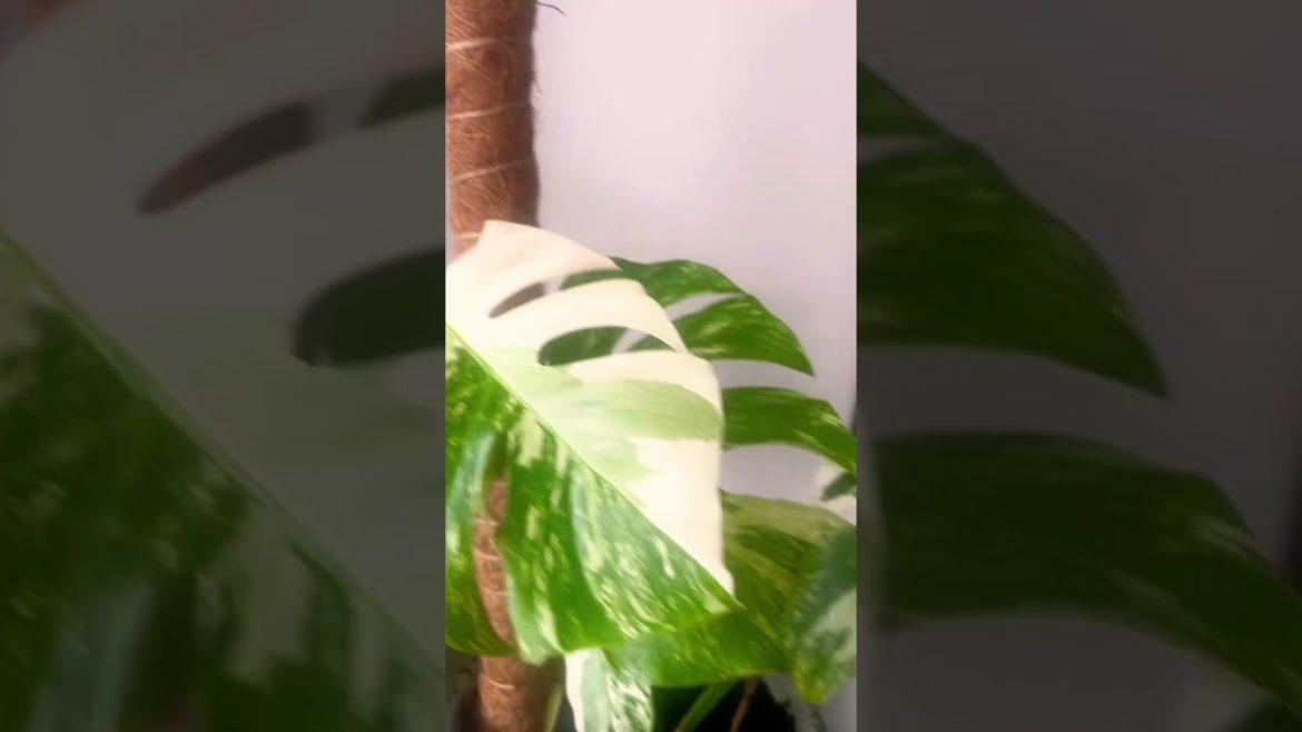 Monstera Deliciosa Albo Variegated Anniversary