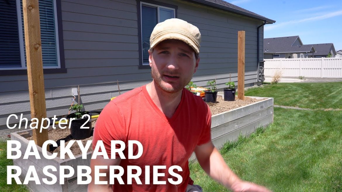 How to plant raspberries in a raised garden bed // Backyard Raspberries, Chapter 2 How to plant raspberries in a raised garden bed // Backyard Raspberries, Chapter 2