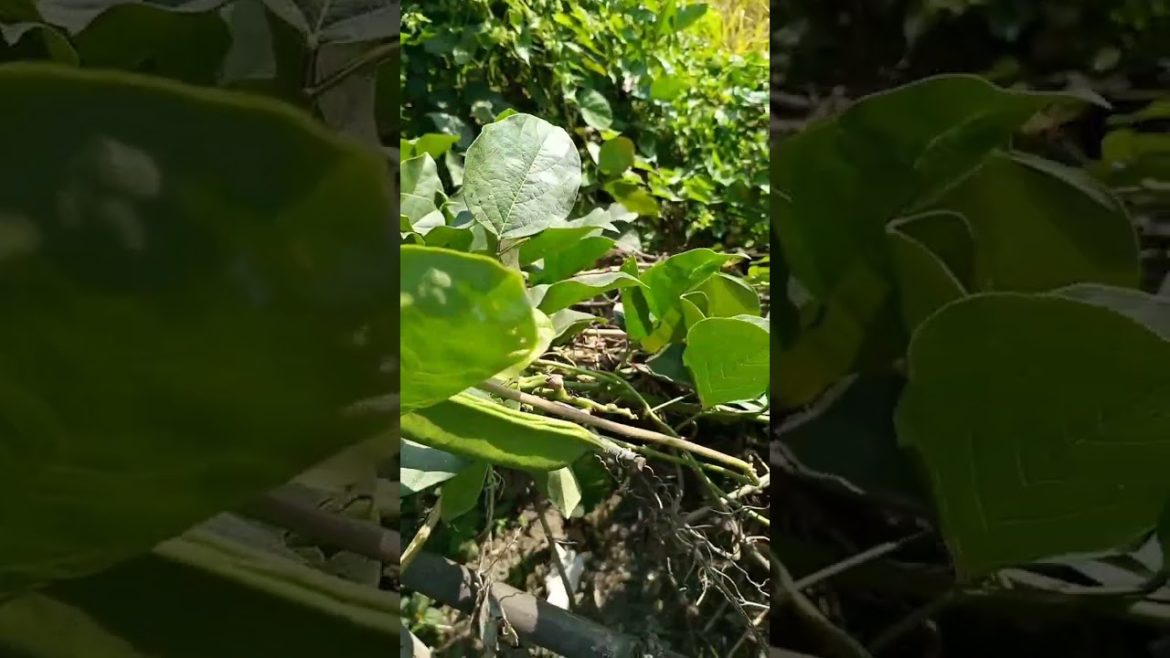 how to gardening #shorts #viralshorts #agriculture #viral #trending