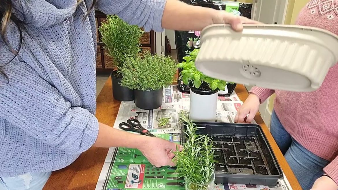 PLANT YOUR OWN KITCHEN HERB GARDEN!  GUESS WHO JOINED ME TODAY?