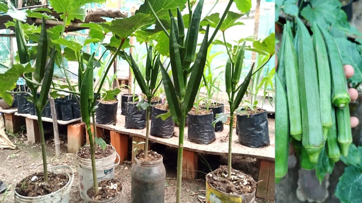 No need garden, just grow okra in container from seed to harvest, better fruit