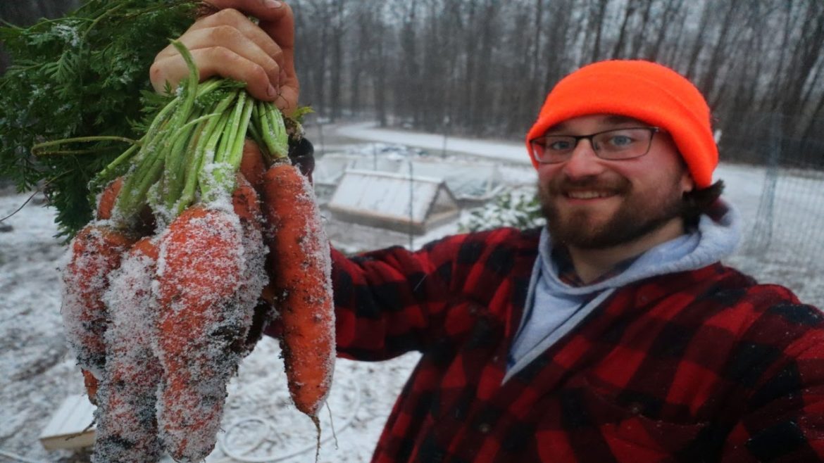 BIGGEST CARROT HARVEST YET │ Winter Garden Harvest in the SNOW │ Living Off the Land in the WINTER! BIGGEST CARROT HARVEST YET │ Winter Garden Harvest in the SNOW │ Living Off the Land in the WINTER!