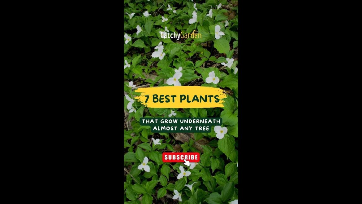 7 Best Plants That Grow Underneath Almost Any Tree 🌴🌷🌳 // #short #shortsvideo 7 Best Plants That Grow Underneath Almost Any Tree 🌴🌷🌳 // #short #shortsvideo