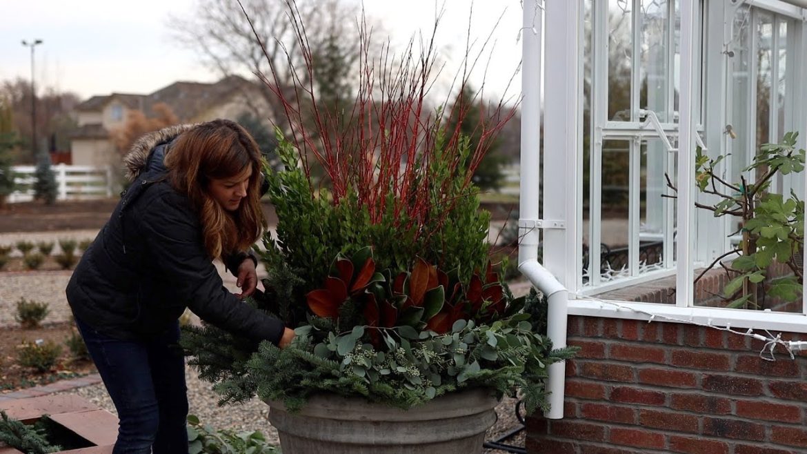 Garden Answer: Decking Out the Pots Around the Hartley for Christmas! ๐๐๐ // Garden Answer Decking Out the Pots Around the Hartley for Christmas! ๐๐๐ // Garden Answer