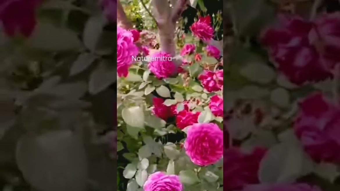 wonderful roses|beautiful flowers#shorts