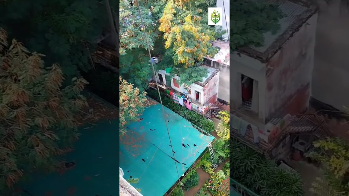 plants care by GYG #homegarden #nature #shorts plants care by GYG #homegarden #nature #shorts