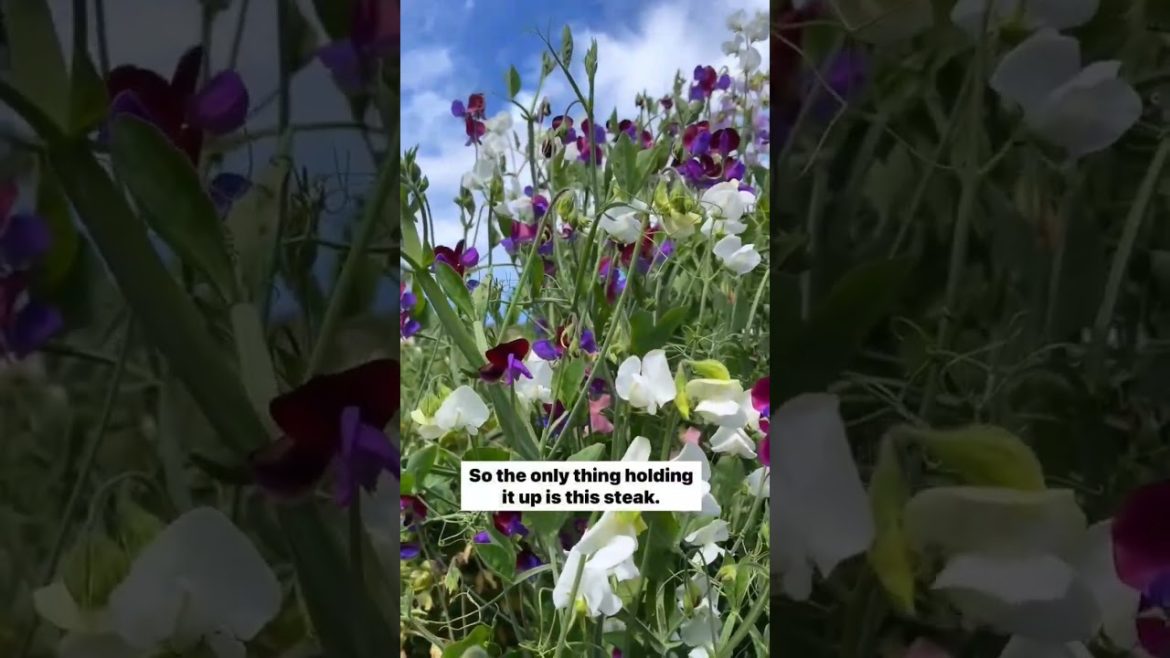 Join me in the garden for some tips and jobs Join me in the garden for some tips and jobs