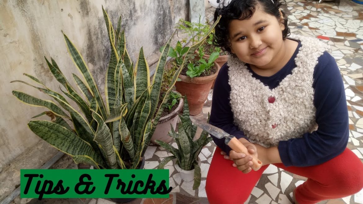 Snake Guard garden tips || Tips & Tricks