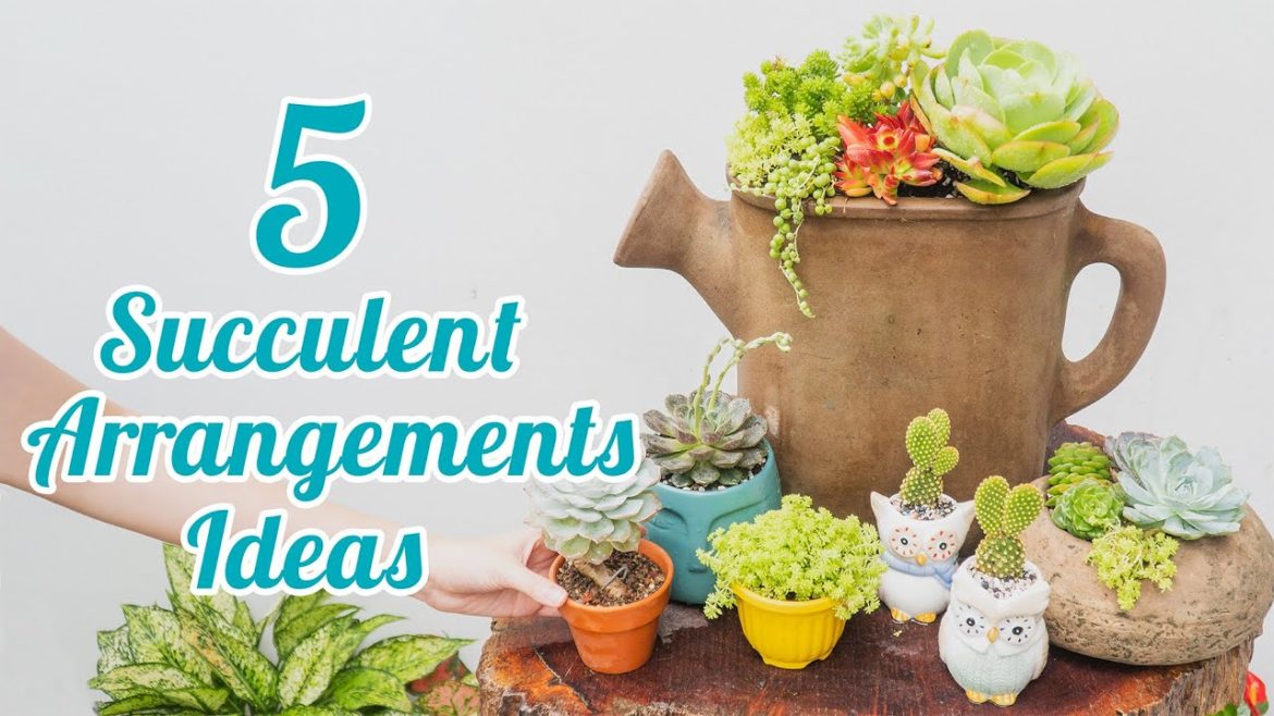 5 Succulent Arrangements Ideas for Beginners!