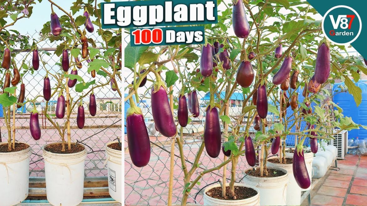 How to Grow Eggplants with Many Fruits | Seed to Harvest