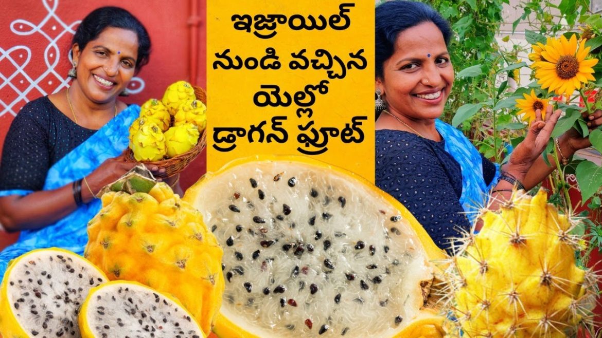 కూరగాయలే కాదు రకరకాల పండ్లు కూడా పండించవచ్చు మిద్దెతోటలో Israeli Yellow Dragon Fruit @Saileela Vlogs