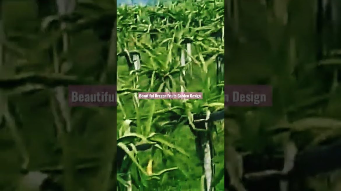 Dragon Fruits Tree Garden Design and Ideas for all. #shorts