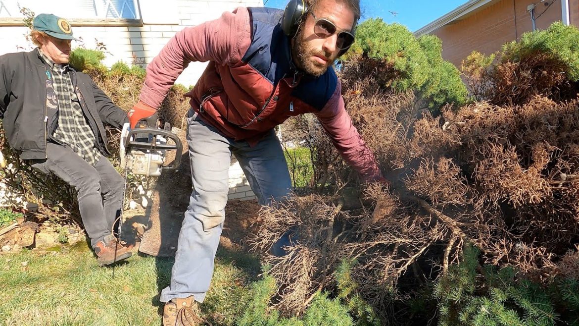 FELLING an ALBERTA SPRUCE for our CHRISTMAS TREE this year