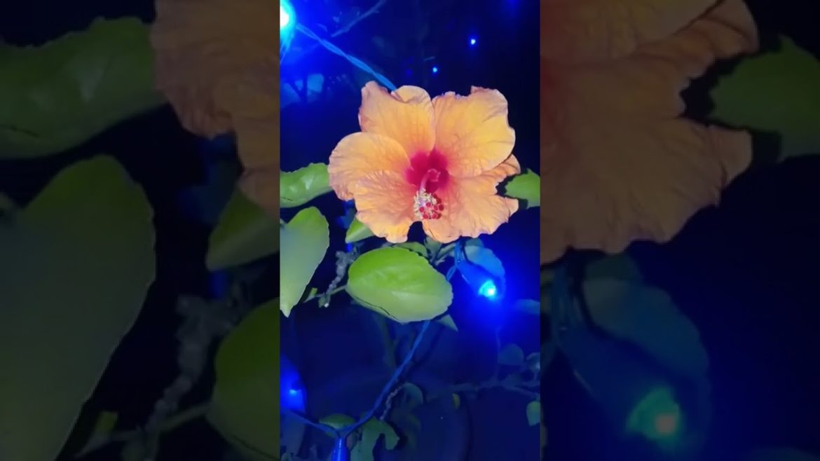 My beautiful garden,❤️❤️❤️❣️❣️🌿🌿🌵#shorts #shortsfeed #youyubeshort #wintergarden #trendingplants