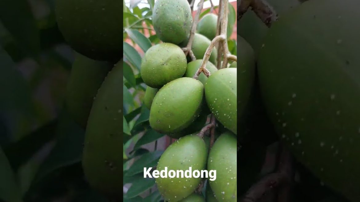 Ambarella Fruit – Kedondong Ambarella Fruit - Kedondong