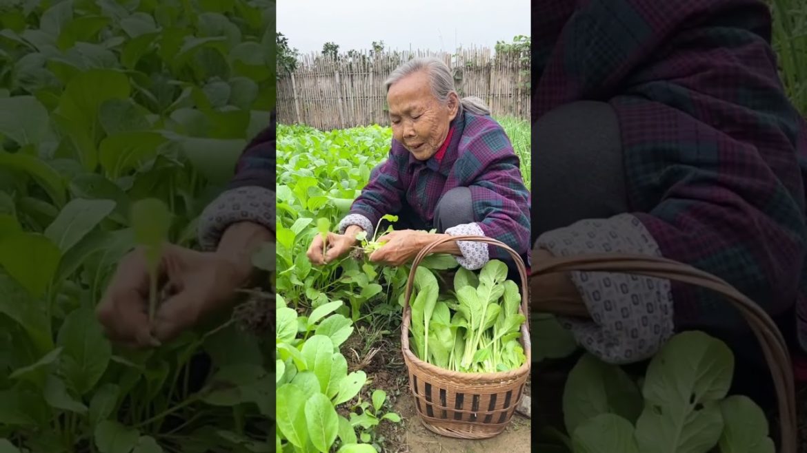 Grandma picks vegetables to cook #Ep-285