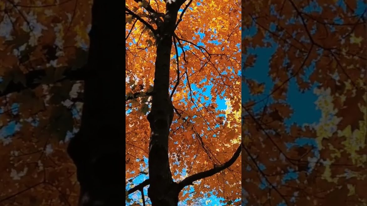 Texas Fall/ Fort Worth Japanese Garden / Nagpasyar ni Manang Biday #shorts