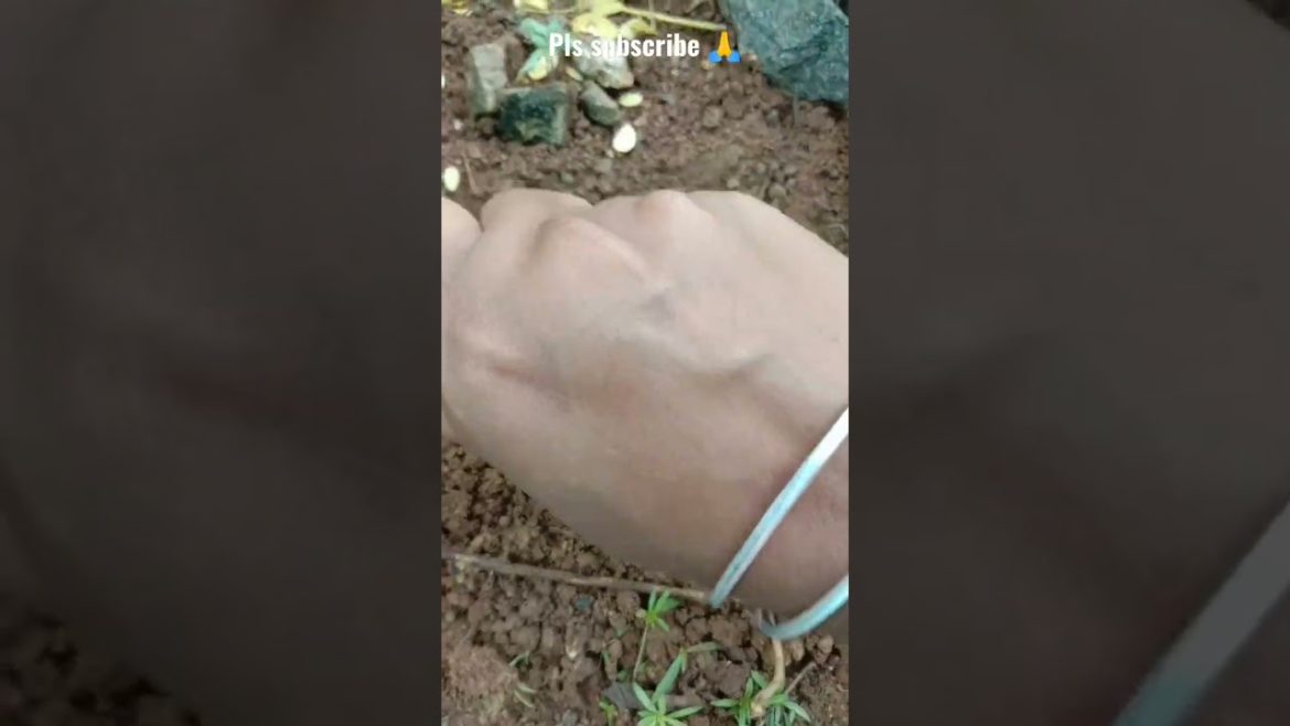 அப்படியா😳😳 #shorts #short #garden #shortsfeed #gardeningtips #moongdal #gardening #subscribe #nature அப்படியா😳😳 #shorts #short #garden #shortsfeed #gardeningtips #moongdal #gardening #subscribe #nature