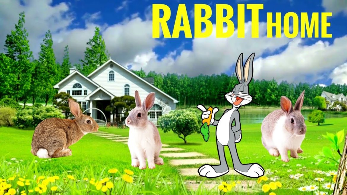 rabbit lifestyle | my rabbit kits backyard and lifestyle vlogs | rabbit playing with baby🐇🐇