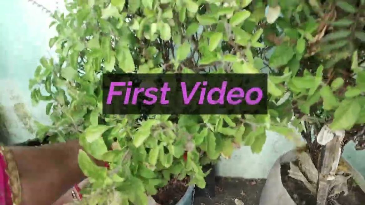 Vegetable Garden- Hamare Garden Ki Hari Sabjiyan #chandradevi