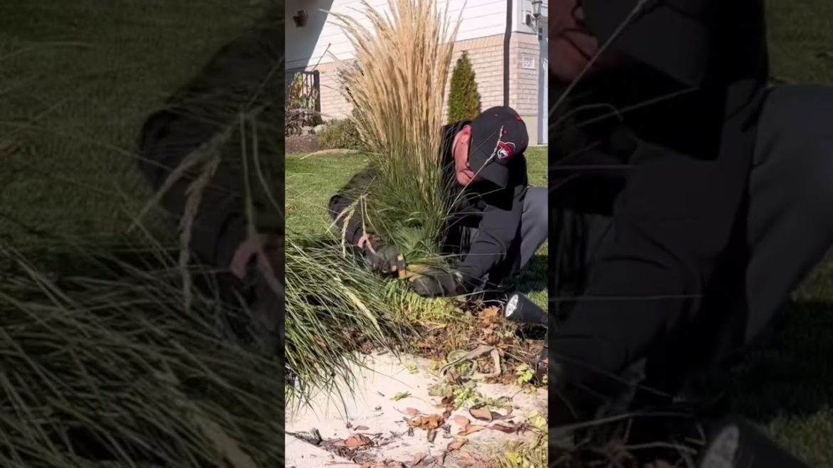 #lawn #garden #lawncare #grass #asmr #oddlysatisfying #fall #plants #plant #gardening #winter #prep