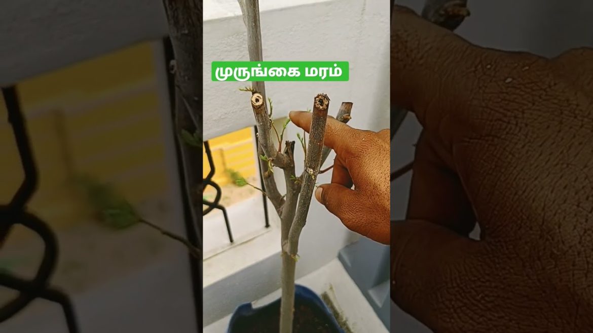 முருங்கை மரம் || கவாத்து || moringa tree || pruning method || terrace garden || gardening || shorts முருங்கை மரம் || கவாத்து || moringa tree || pruning method || terrace garden || gardening || shorts