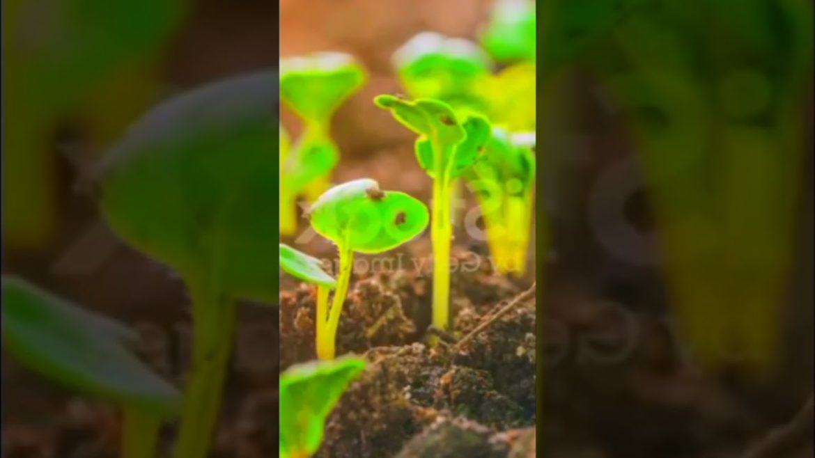 Macro of vegetable seed germinating and growinwarm sun flare on farm soil,#shorts #agriculture