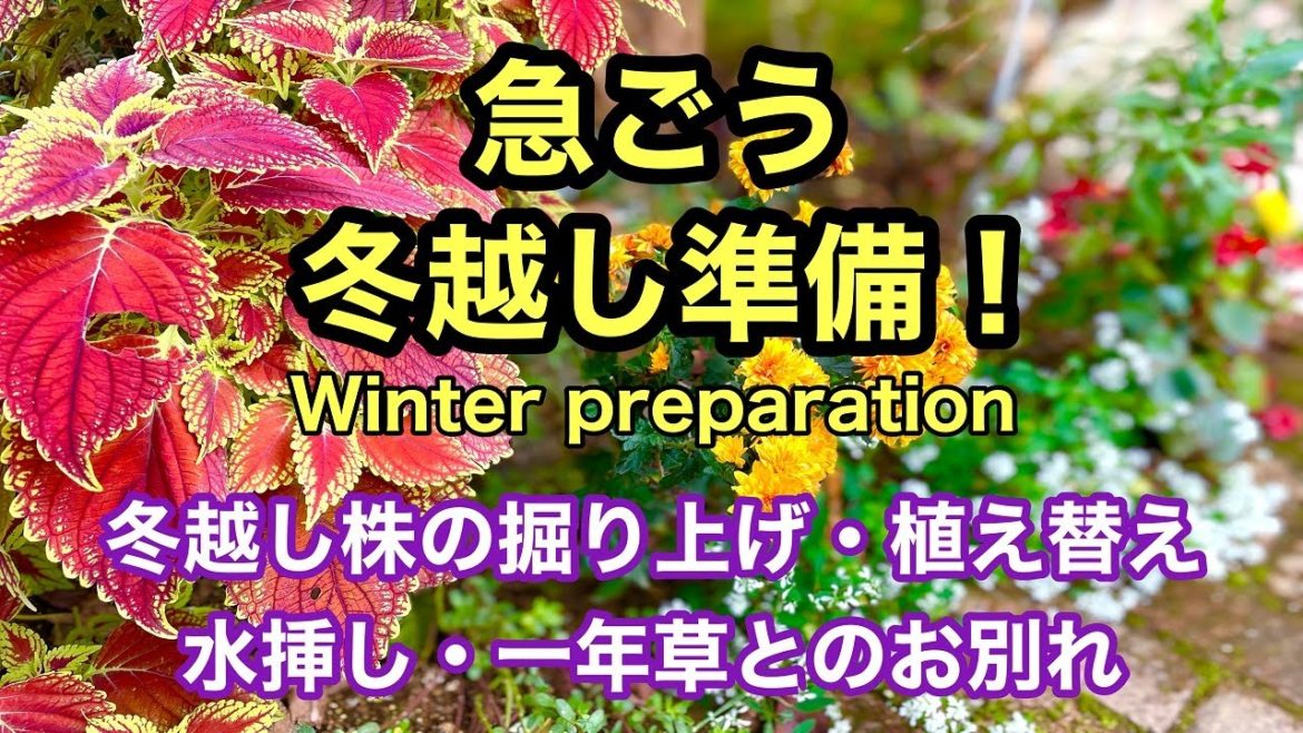 冬越し株の堀り上げと植え替え・水挿し・一年草のお別れなど 冬越し準備を進める動画です。#ガーデニング #japanesegardening #gardening 冬越し株の堀り上げと植え替え・水挿し・一年草のお別れなど 冬越し準備を進める動画です。#ガーデニング #japanesegardening #gardening