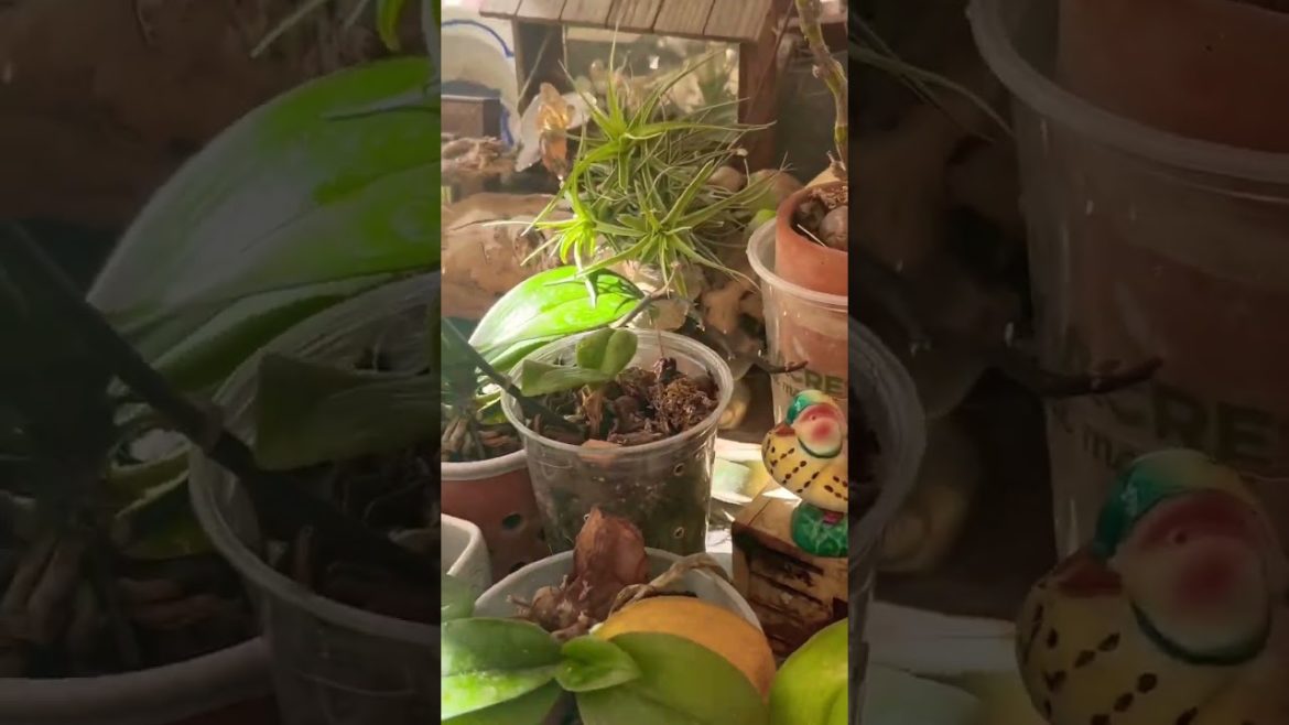How to water your orchids? Spray to the edge of container, not the plants 🪴