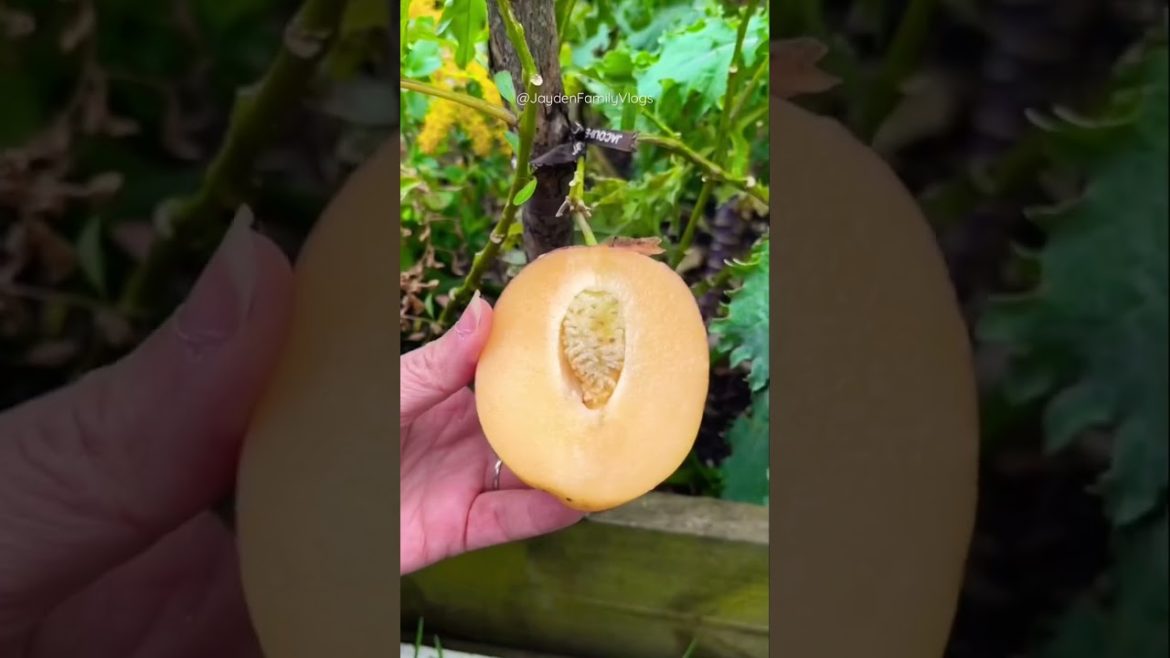 Let’s Try Pepino Melon 🍈 🤤🤤  #shorts #fruit #fruitcutting #satisfying #food #oddlysatisfying